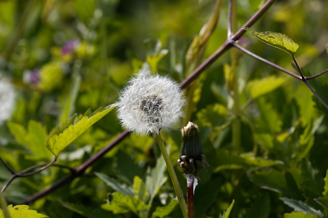 Jardin des Impressionnistes-MAI14-115